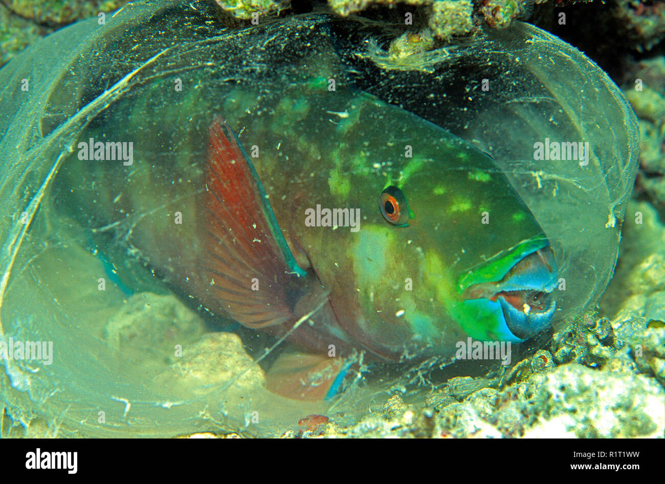Indian Parrotfish (Scarus Strongylocephalus), cocoon, sleeping bag, Maldive islands Stock Photo