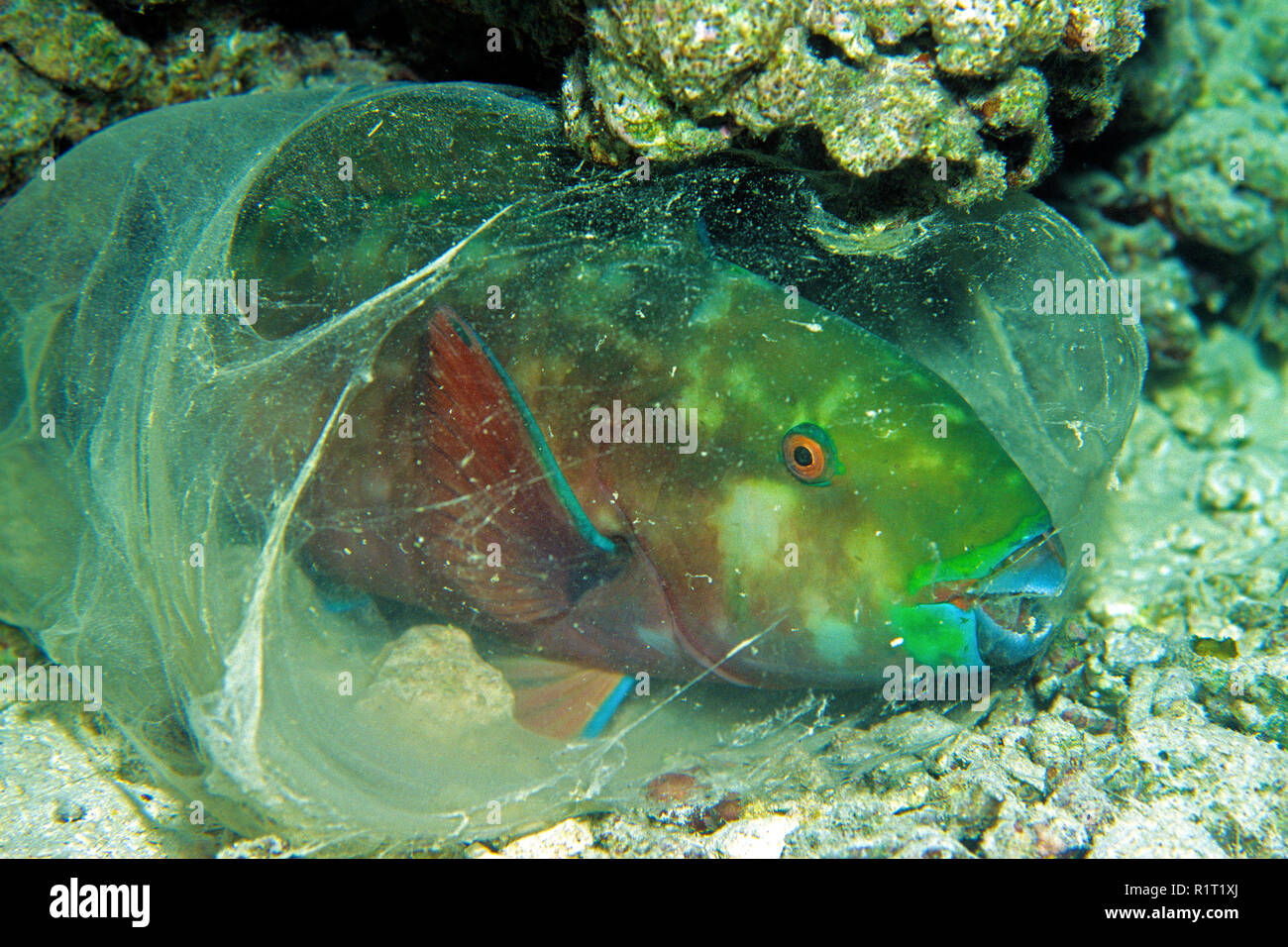 Indian Parrotfish (Scarus Strongylocephalus), cocoon, sleeping bag, Maldive islands Stock Photo