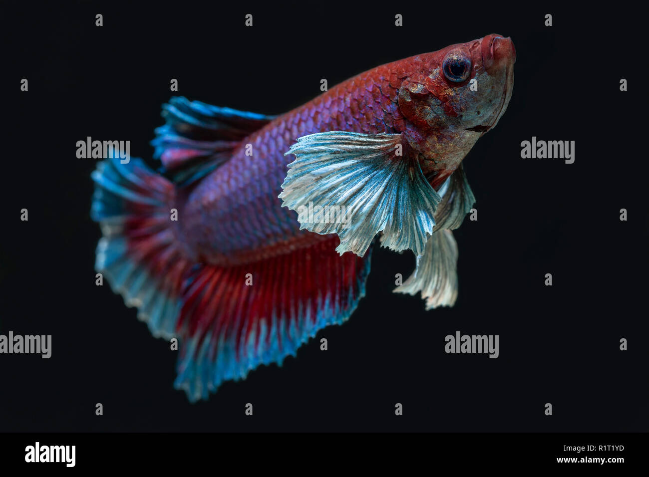 Betta dumbo plakat male Stock Photo