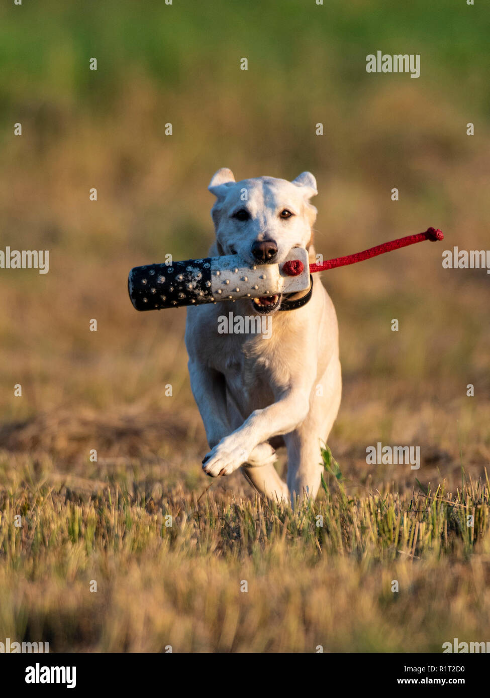 A Labrador Retriever out training for hunting season Stock Photo
