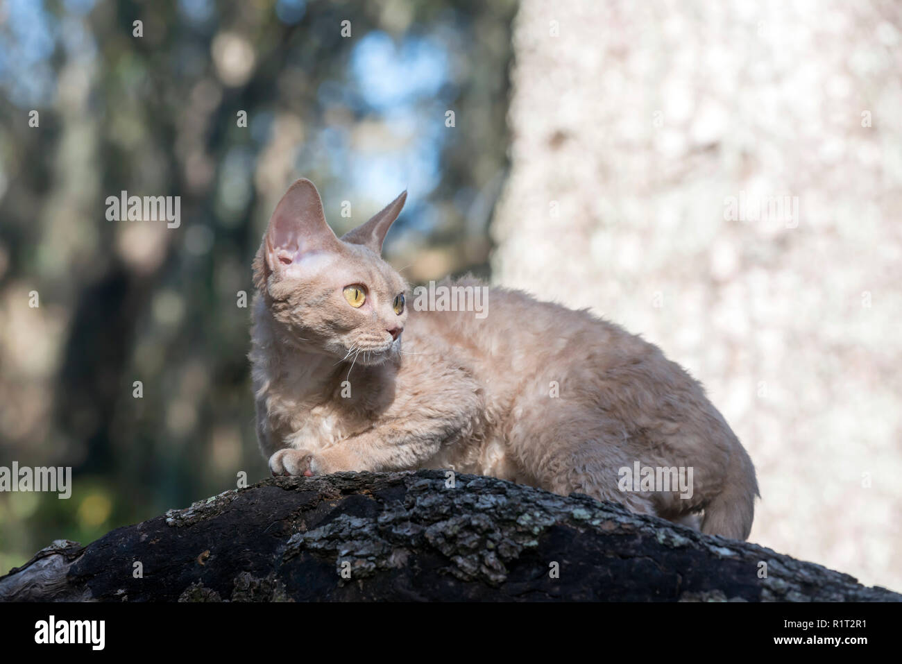 Devon Rex cat on a fallen log in the woods Stock Photo