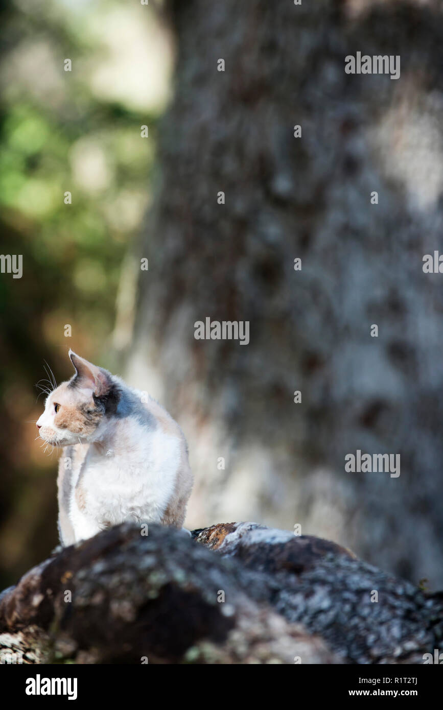 Devon Rex cat on a fallen log in the woods Stock Photo