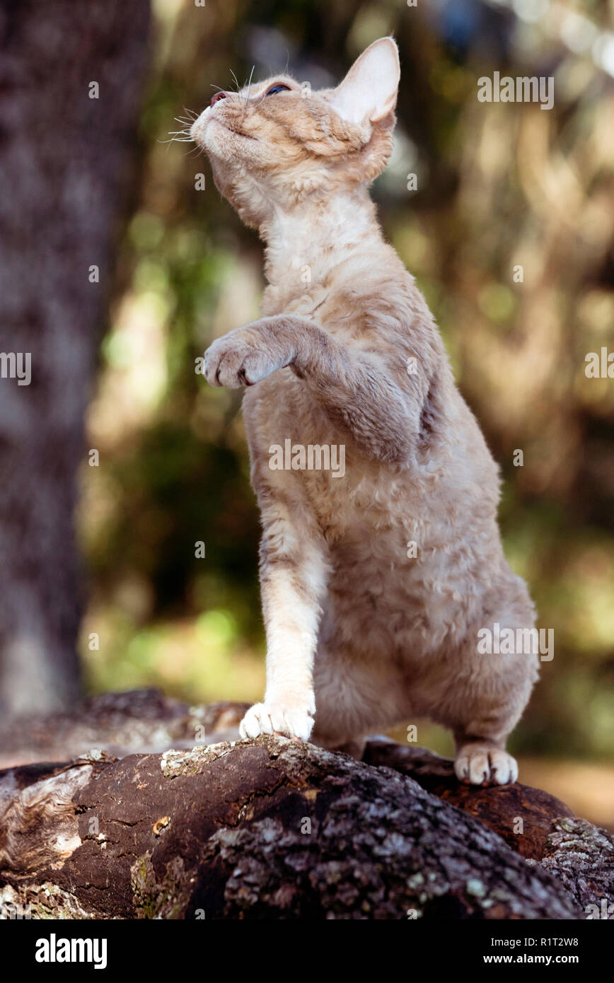 Devon Rex cat on a fallen log in the woods Stock Photo