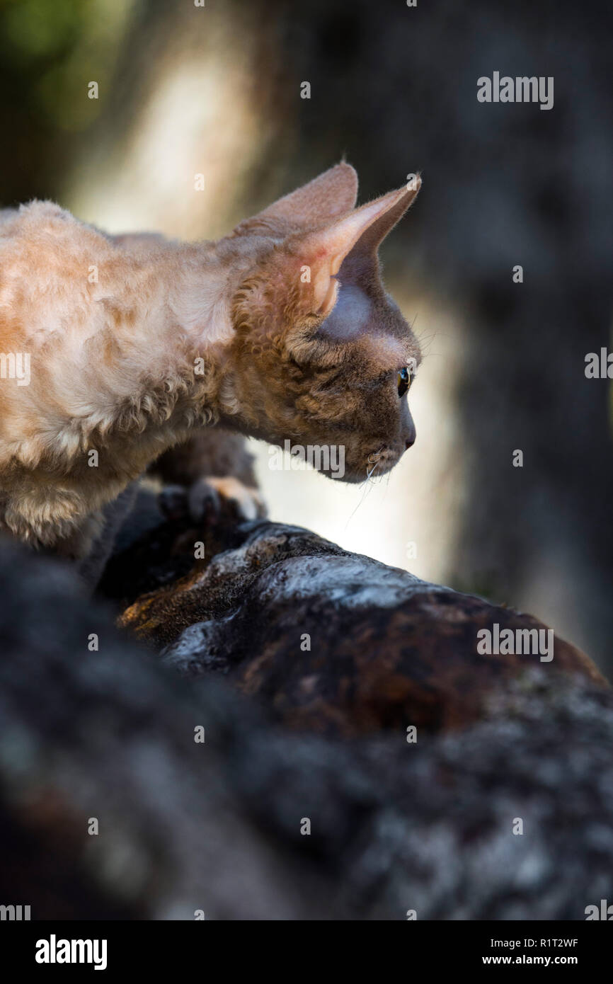 Devon Rex cat on a fallen log in the woods Stock Photo
