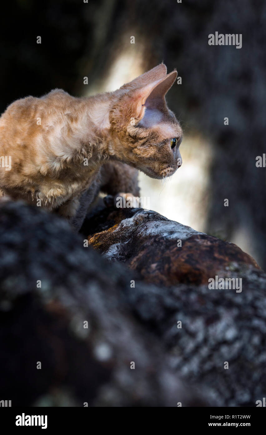 Devon Rex cat on a fallen log in the woods Stock Photo