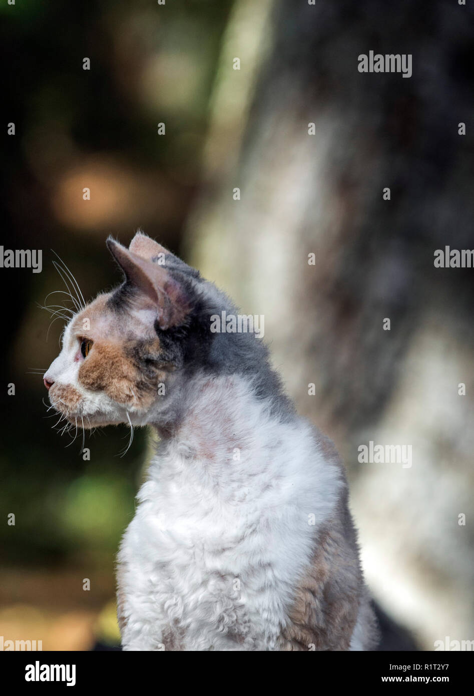 Devon Rex cat on a fallen log in the woods Stock Photo