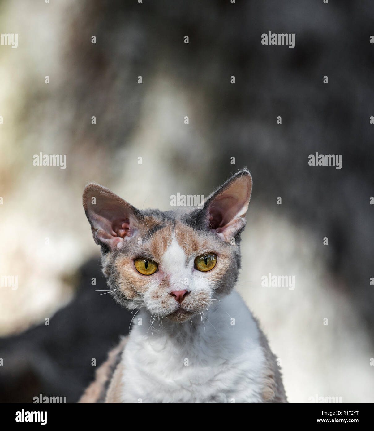 Devon Rex cat on a fallen log in the woods Stock Photo