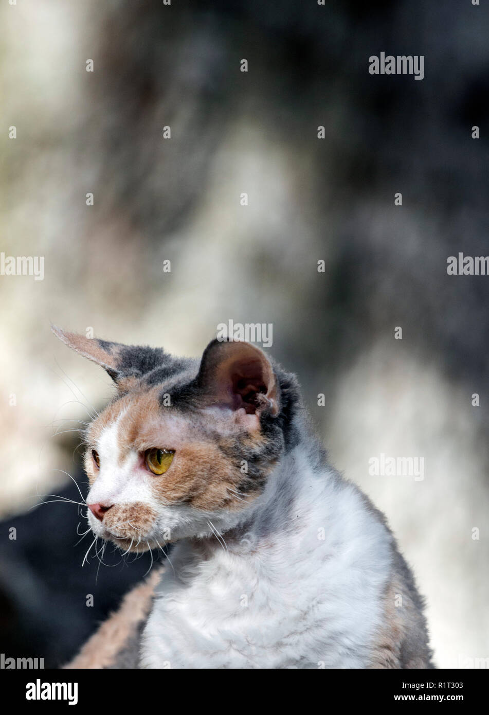 Devon Rex cat on a fallen log in the woods Stock Photo