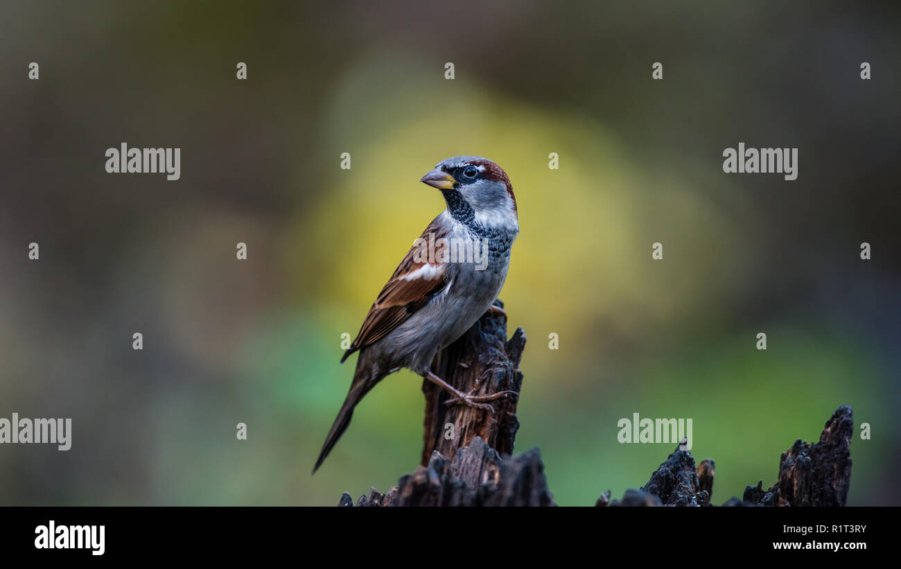 Mr House Sparrow on the tree stump with a nice yellow bokeh in the background Stock Photo