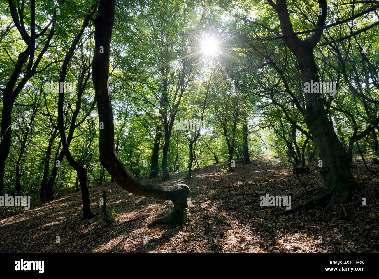 Hoia Baciu Haunted Forest Cluj Napoca Romania Stock Photo Alamy Hoia Baciu Haunted Forest Cluj Napoca Romania Stock Photo Alamy