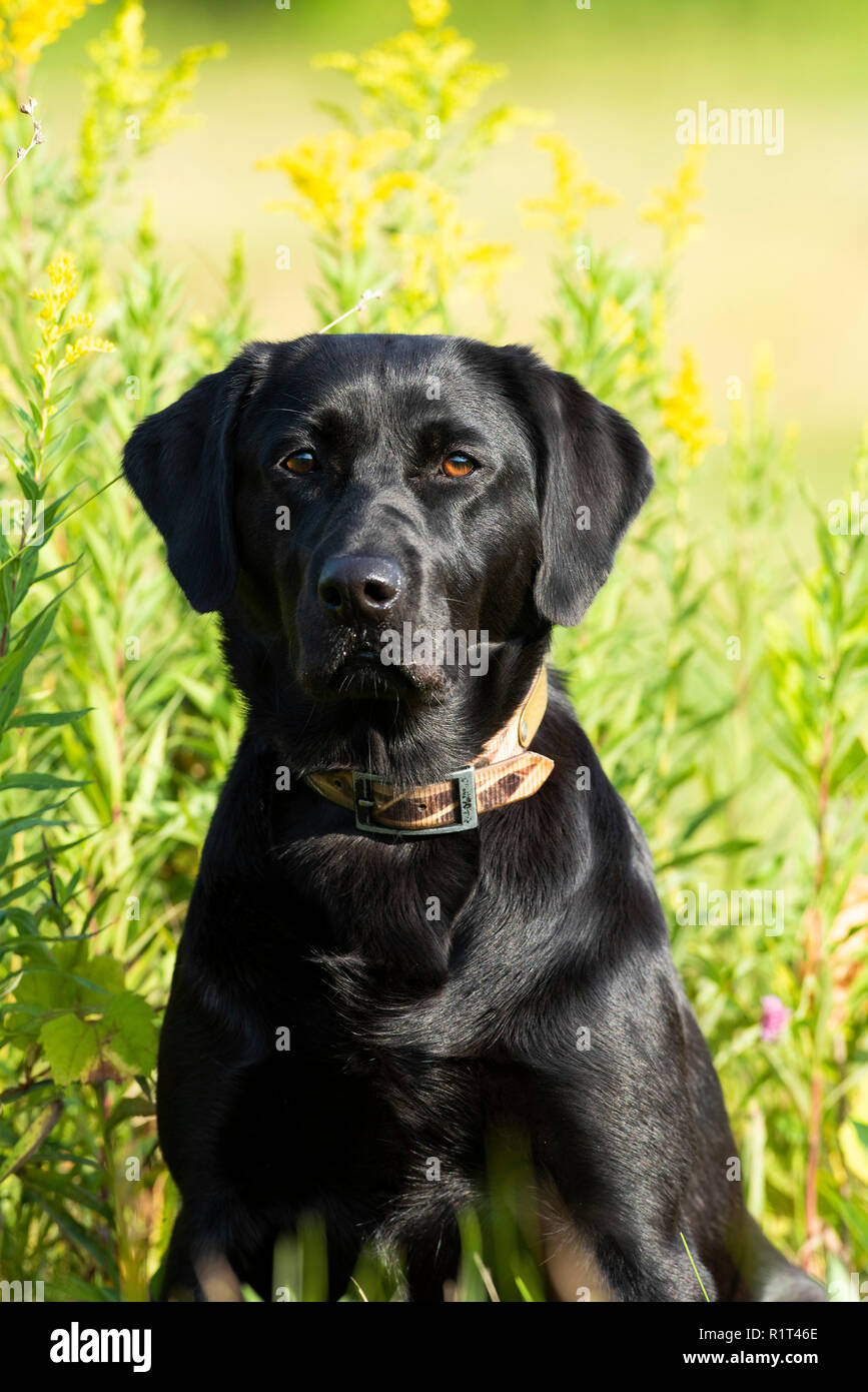 Black lab portrait hires stock photography and images Alamy
