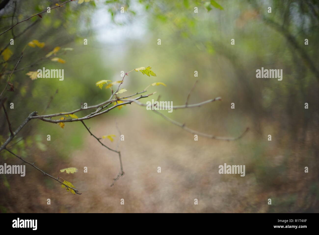 Soft focus forest hi-res stock photography and images - Alamy
