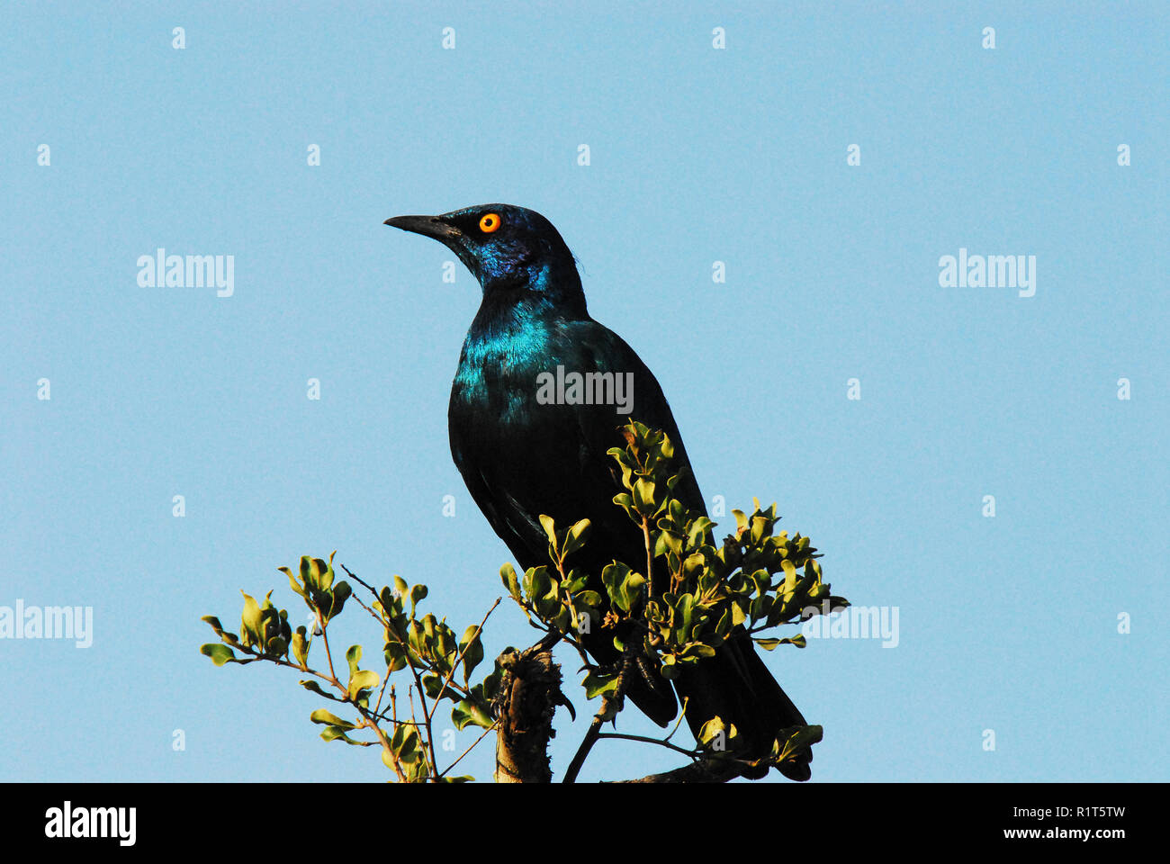 South Africa- Close up of a Cape Glossy Starling sitting on a tree top with a clear blue sky background.  Note the ample space for your text. Stock Photo