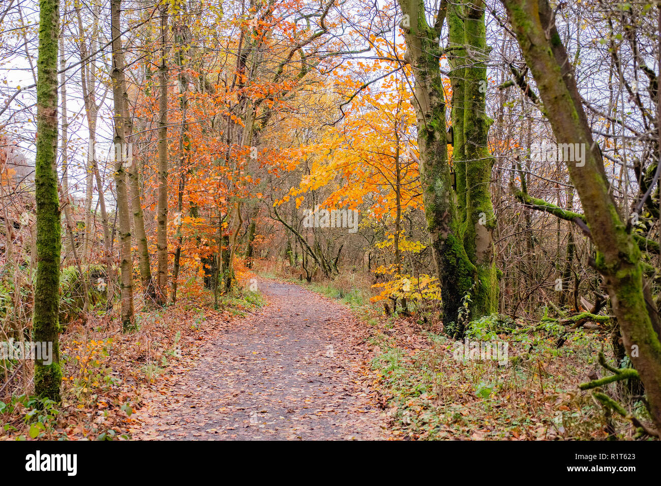 Some autumn colours in Scotland while looking along  forrest footpaths that are covered in leaves and the trees are covered in winter moss. Stock Photo
