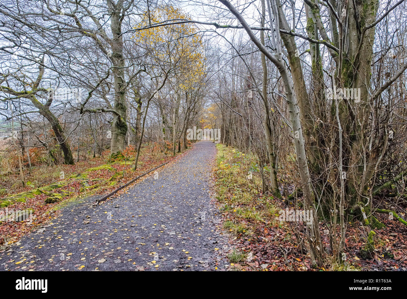 Some autumn colours in Scotland while looking  forrest footpaths that are covered in leaves. Stock Photo