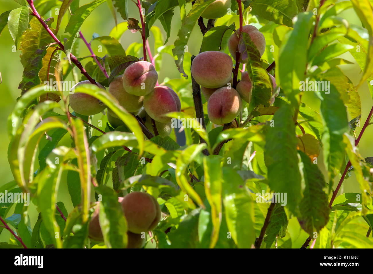 Peaches on tree branch. Unripe peaches on tree. Peaches in garden
