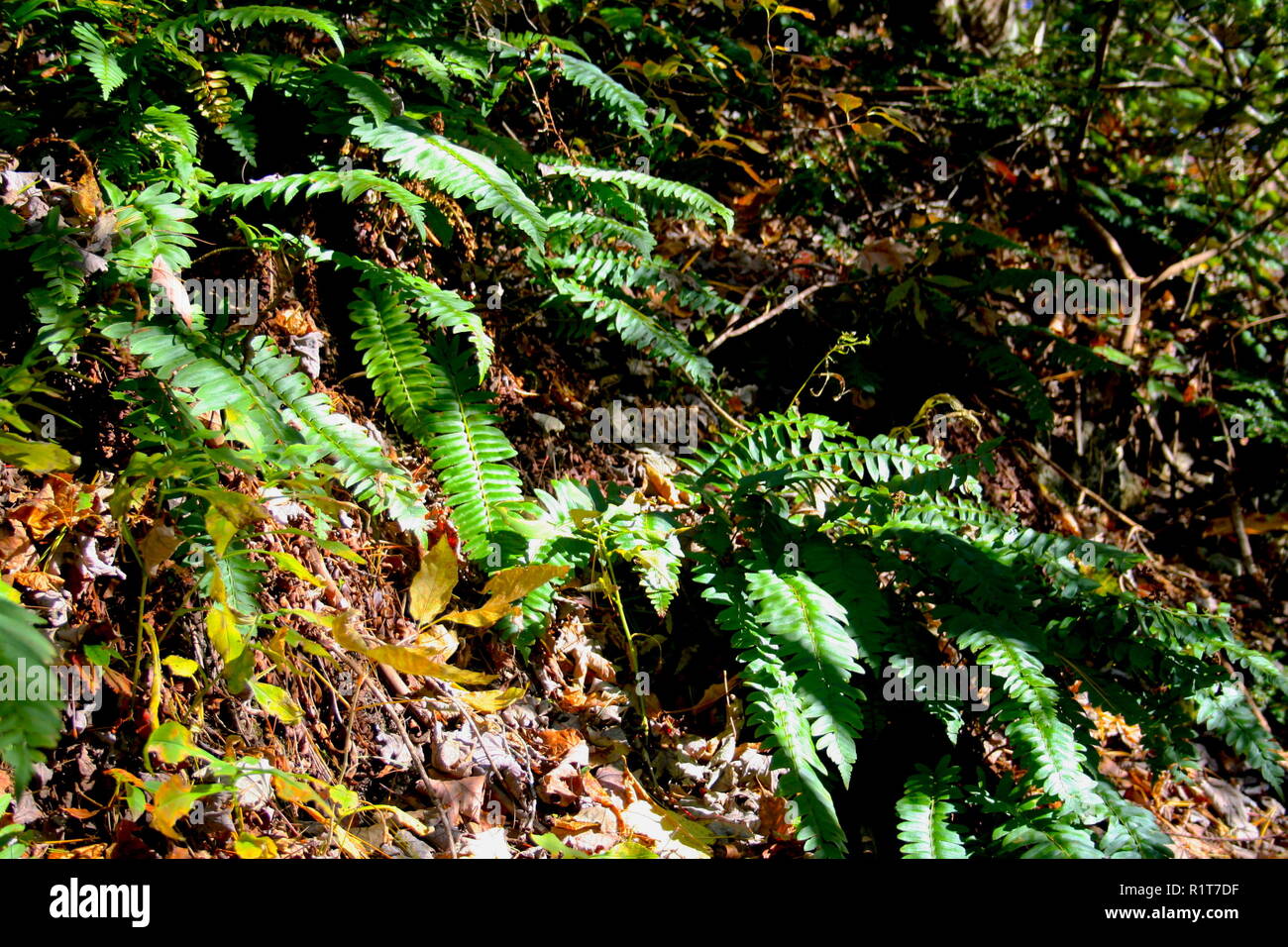 Mountain tree ferns hi-res stock photography and images - Alamy