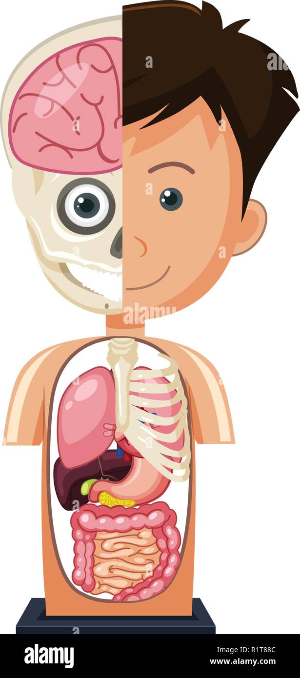Anatomy model on white background illustration Stock Vector Image & Art ...