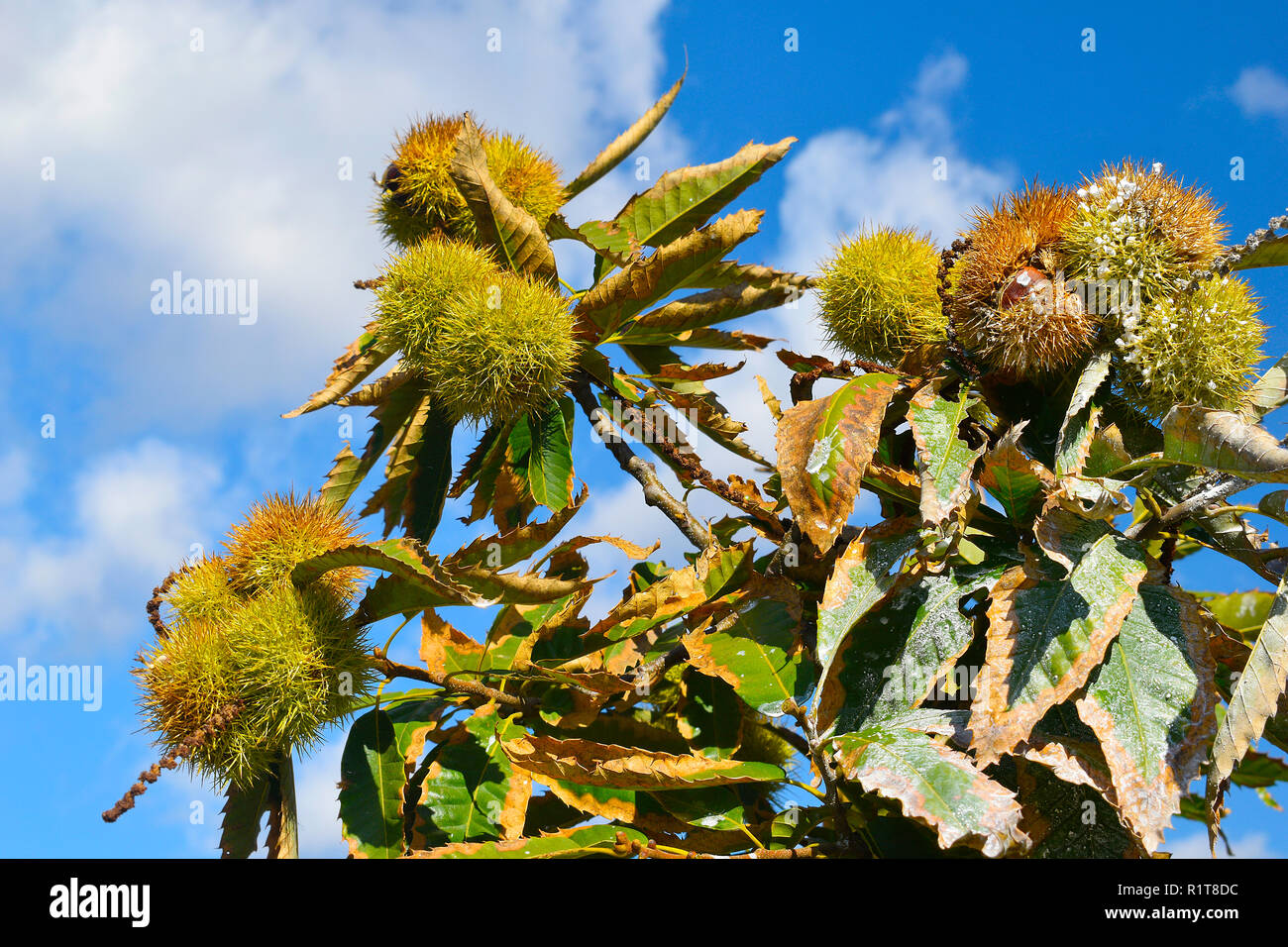 Chestnut branches with fruits or ripe chestnuts on blue sky background. Fruits and autumn foods. Medium plane. Stock Photo