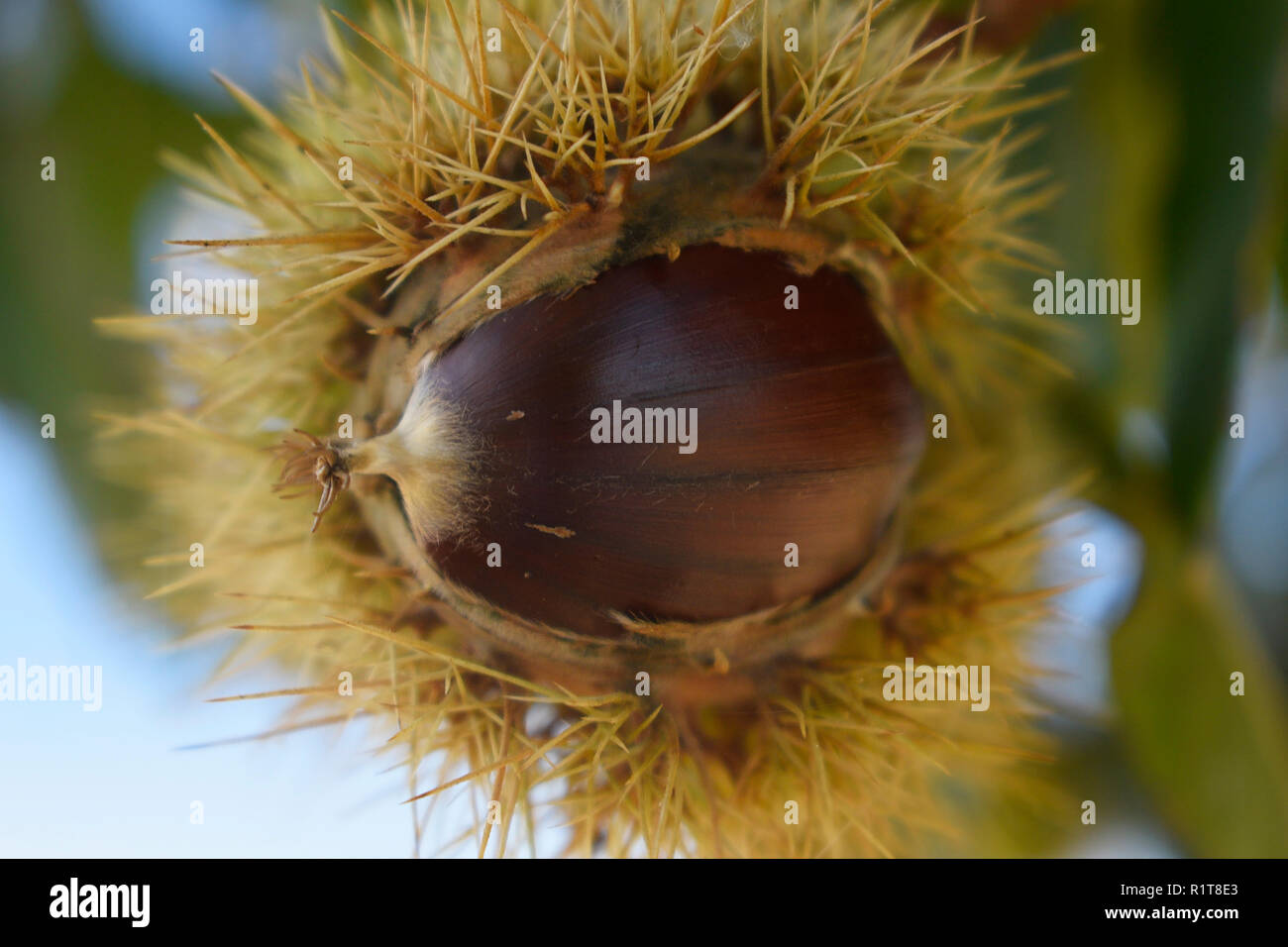 Chestnut ripe fruit inside its pod, protected by its spikes. Detail photography of the chestnut tree fruit. Stock Photo