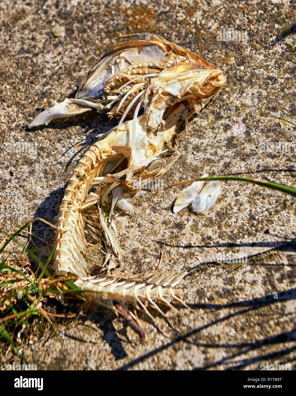 Skeleton of salmon hires stock photography and images Alamy