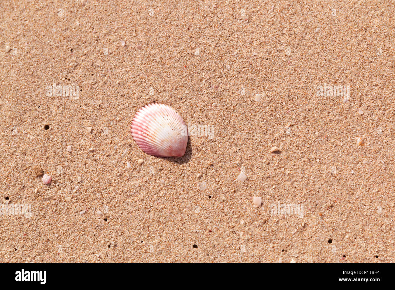 Natural sand and shell background. Black sea shell on the coast. Lonely ...