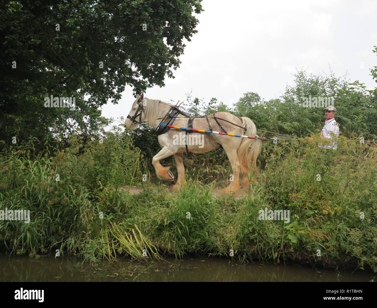 Barge Horse High Resolution Stock Photography and Images Alamy