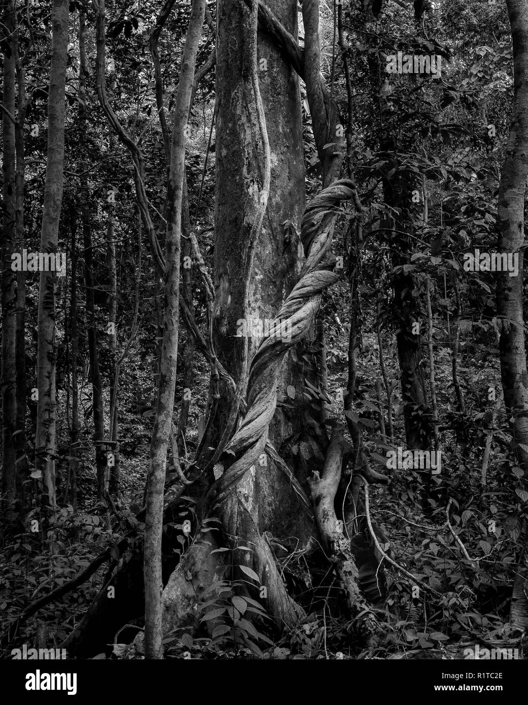 Black and white image of liana tree wrapping on another tree in the rainforest of malaysia