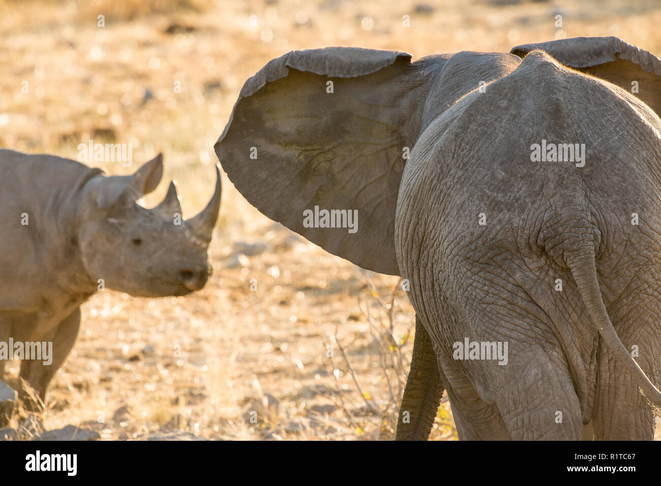 Black rhino at a waterhole Stock Photo