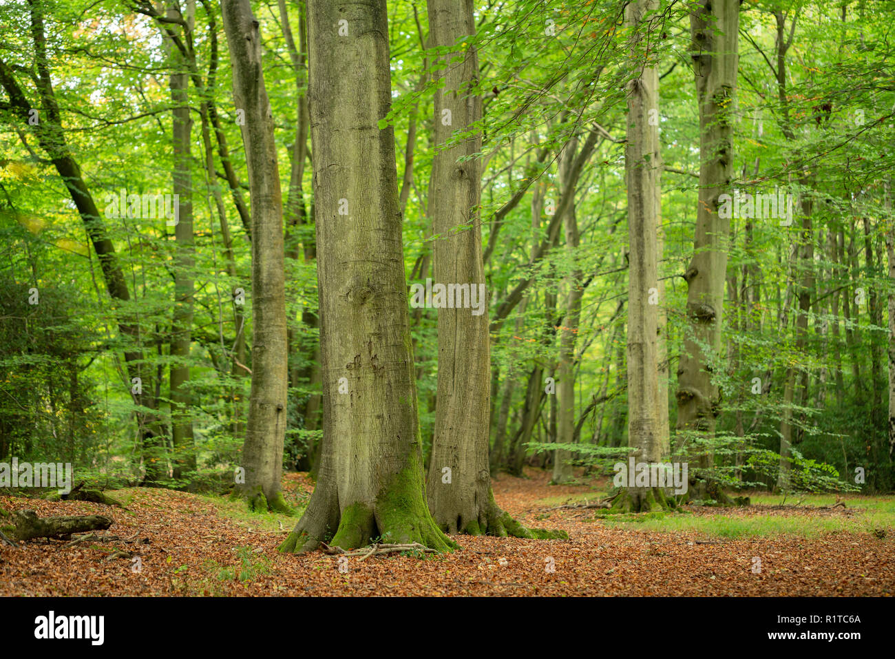 Early signs of Autumn at Burnham Beeches, Farnham Common