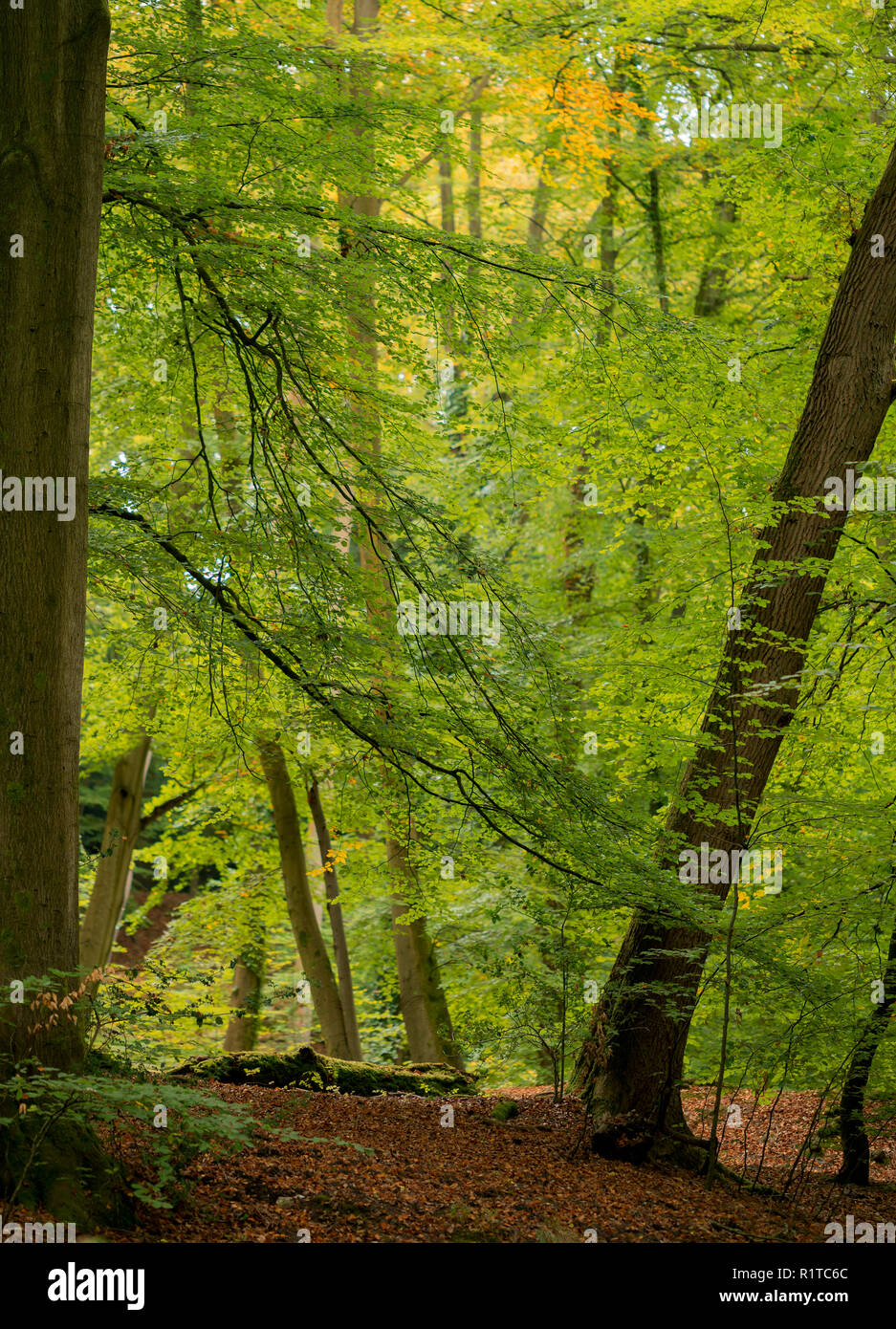 Early signs of Autumn at Burnham Beeches, Farnham Common