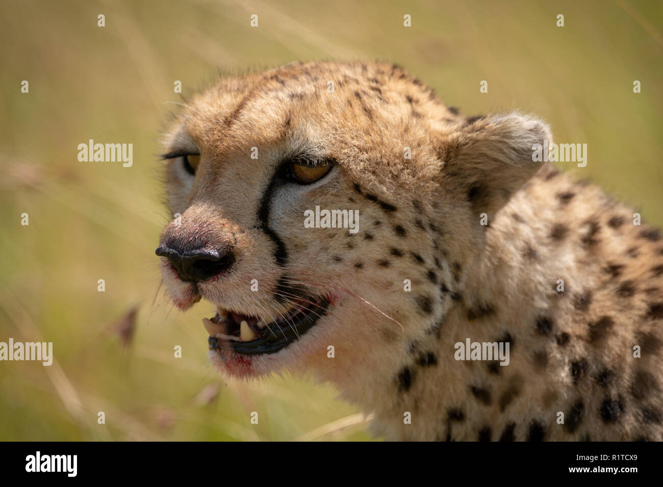 Close-up of cheetah head with blood-stained mouth Stock Photo - Alamy