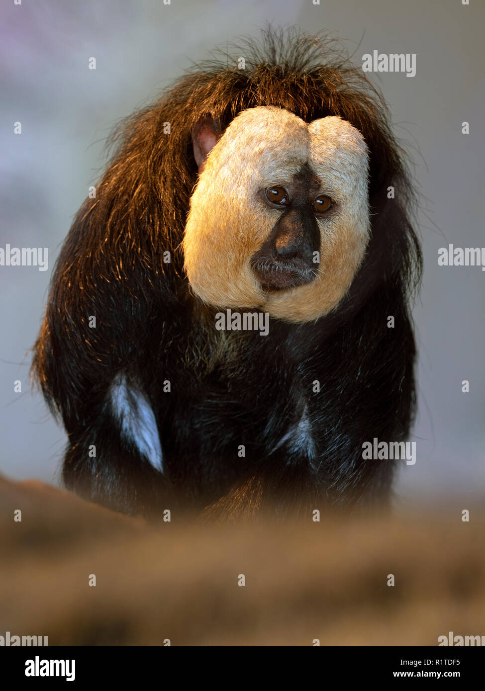 White-faced saki Pithecia pithecia Captive portrait Stock Photo - Alamy