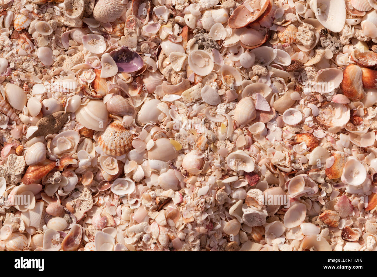 Natural sand and shells background. Black sea shell on the coast. Seashells collection. Close up. Toned Stock Photo