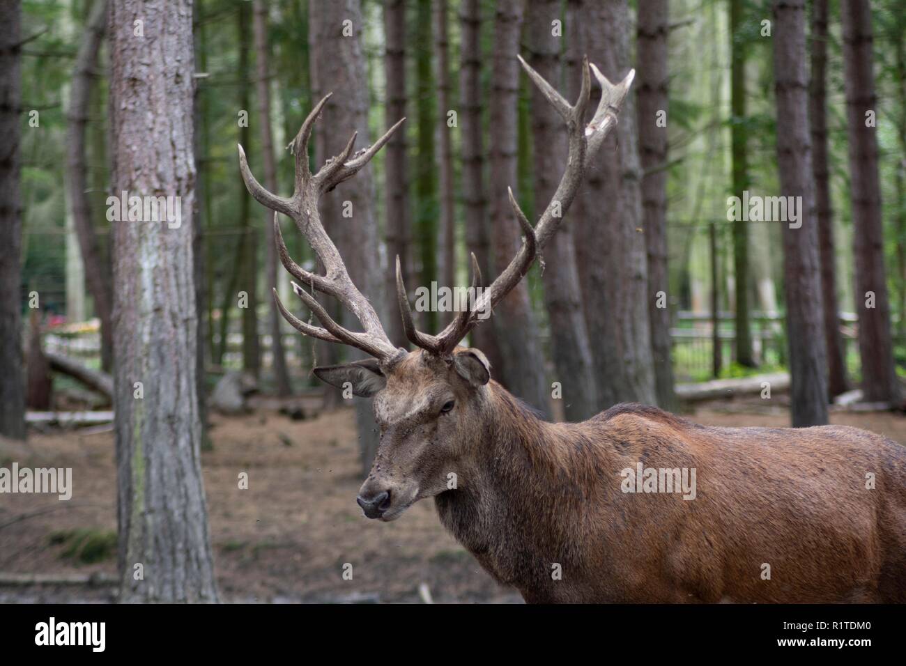 Male red deer at wildwood trust Stock Photo