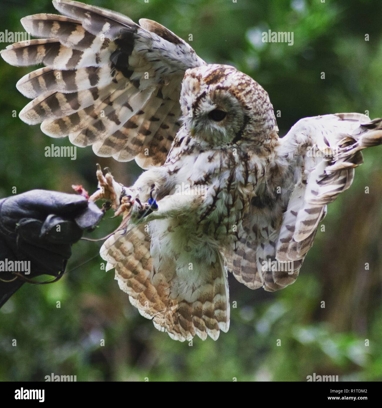 Owl catching his dinner at wildwood trust Stock Photo