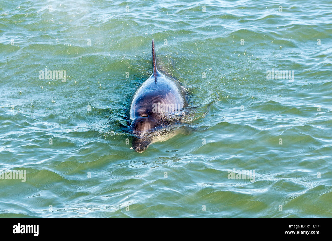 Aberdeen Bay Bottlenose Dolphins Stock Photo