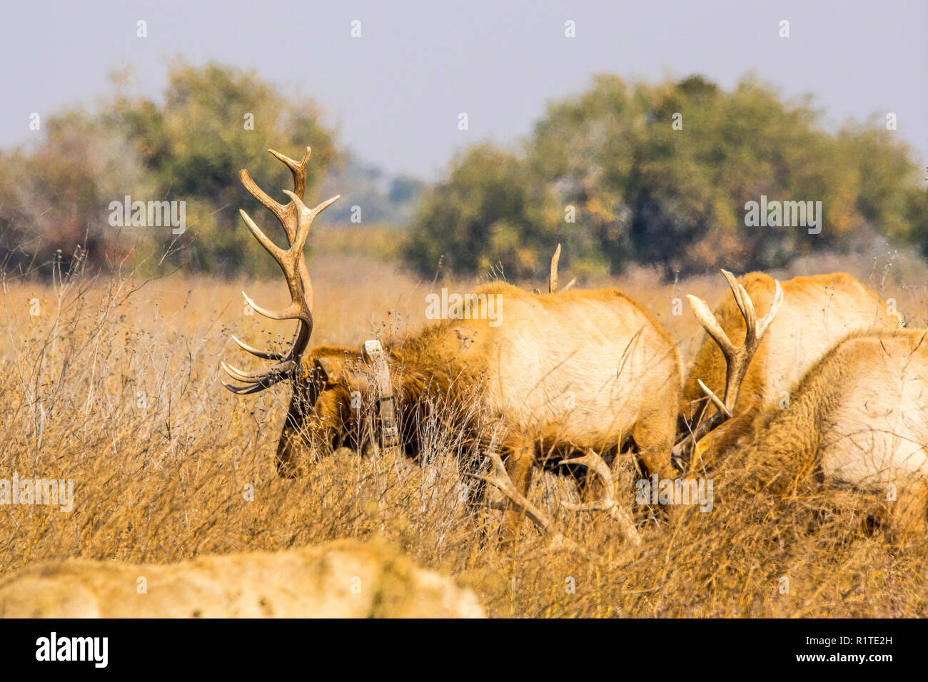 A Bull elk with a Tracking Collar at the San Luis National Wildlife refuge in The California Central Valley Stock Photo