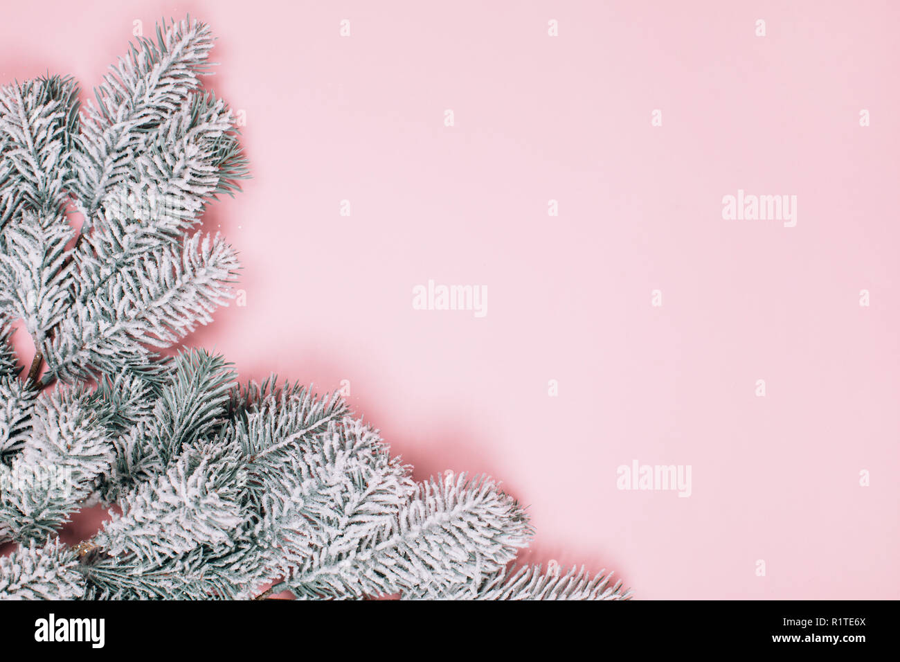 Pink pastel minimalistic background with snowy branch of fir-tree ...