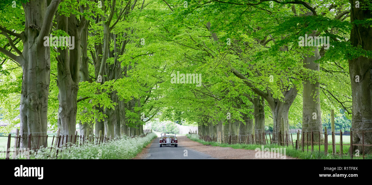 British made Alvis TD21 classic car motoring along an avenue of trees in a country lane in Asthall, The Cotswolds, England Stock Photo