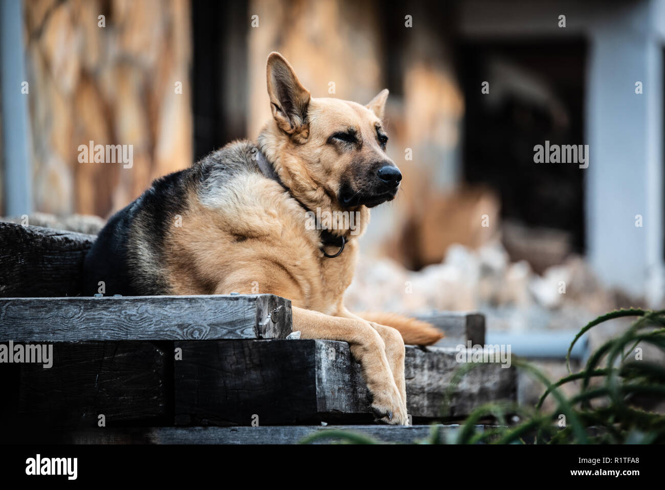 german shepherd dog sitting in front of the house Stock Photo