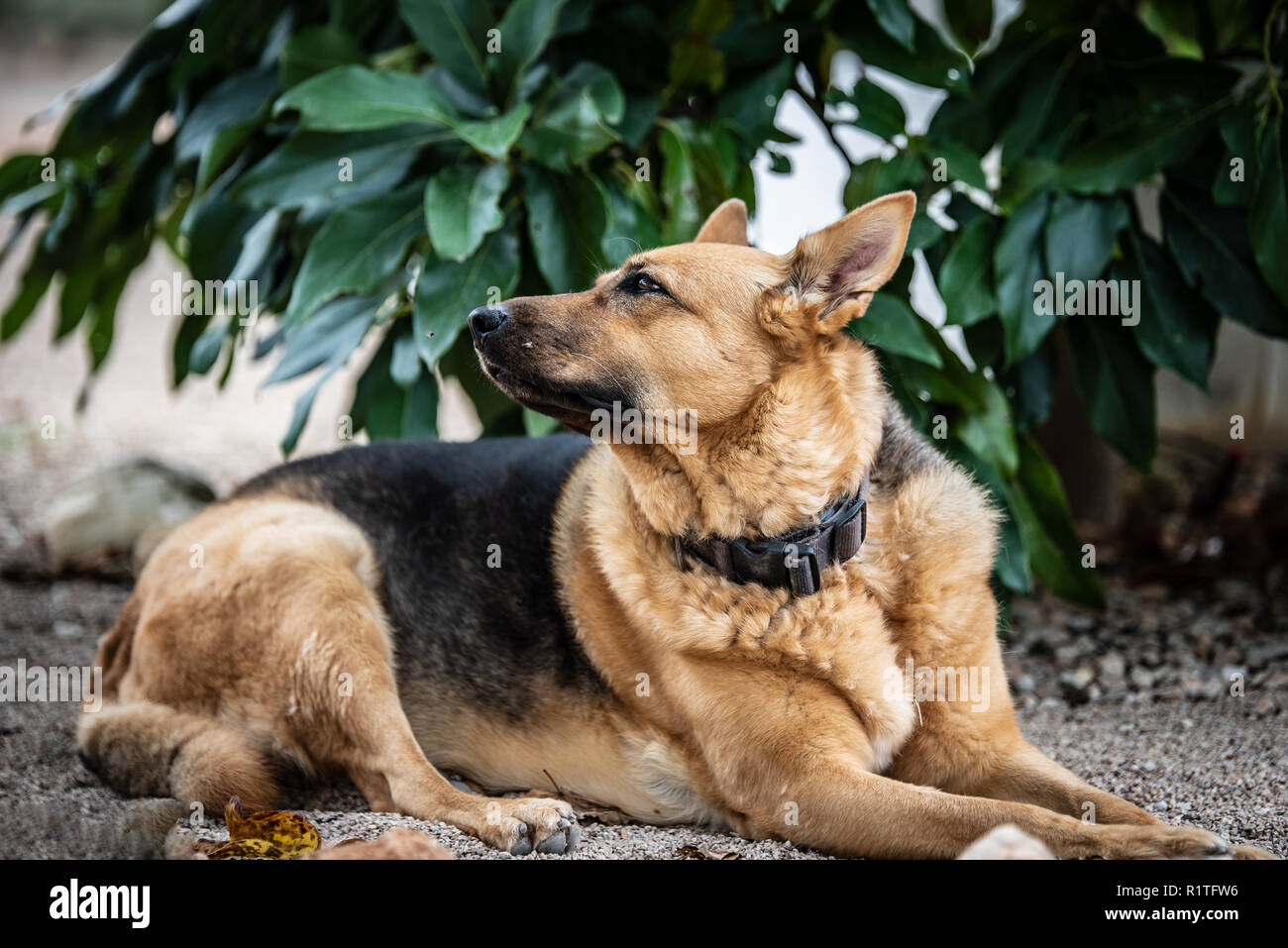 german shepherd dog sitting in front of the house Stock Photo
