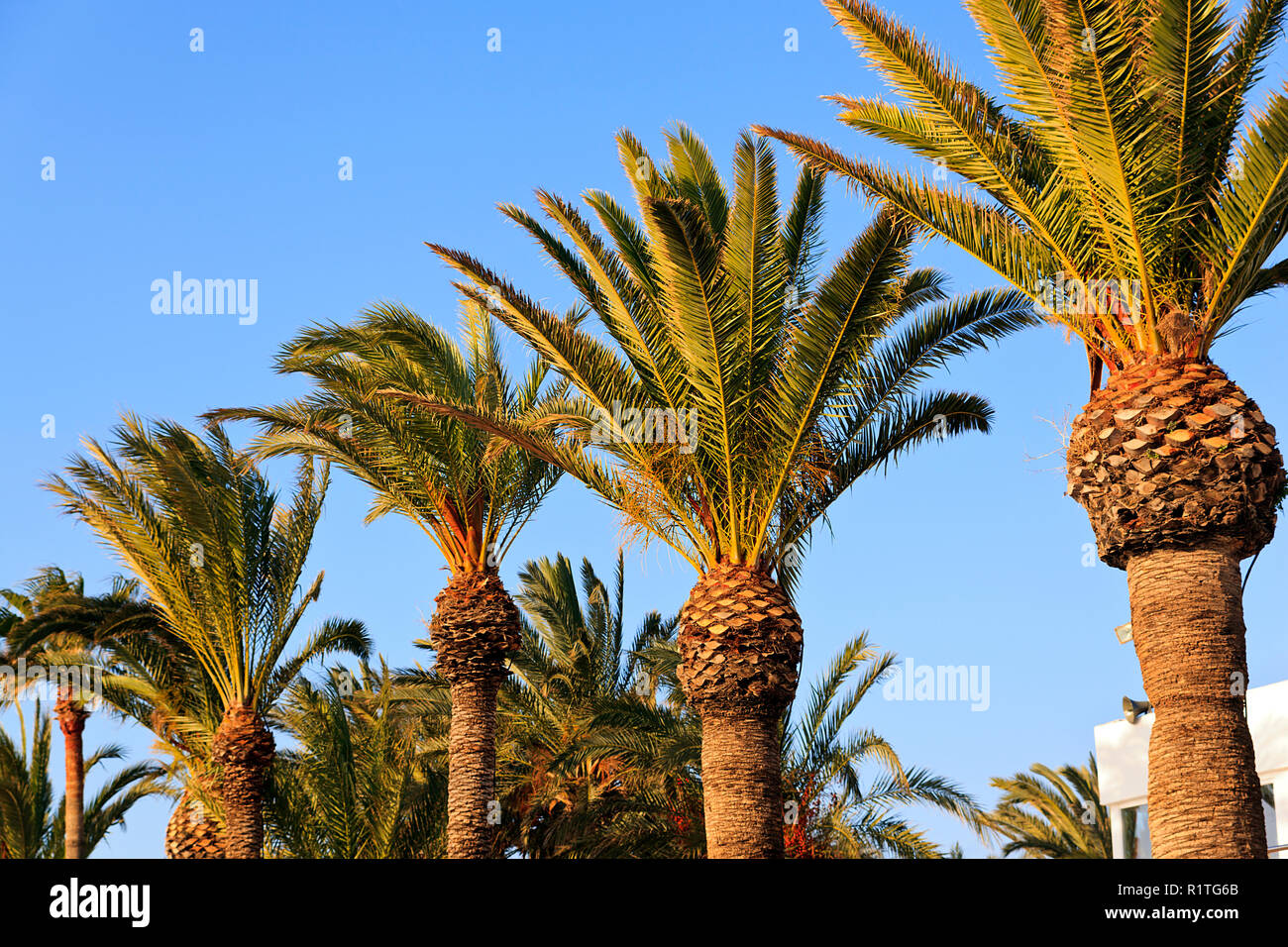Palm Trees On Spanish Beach Stock Photos & Palm Trees On Spanish Beach