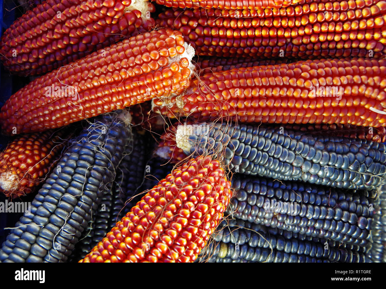 Colorful stack of Indian corn husks Stock Photo