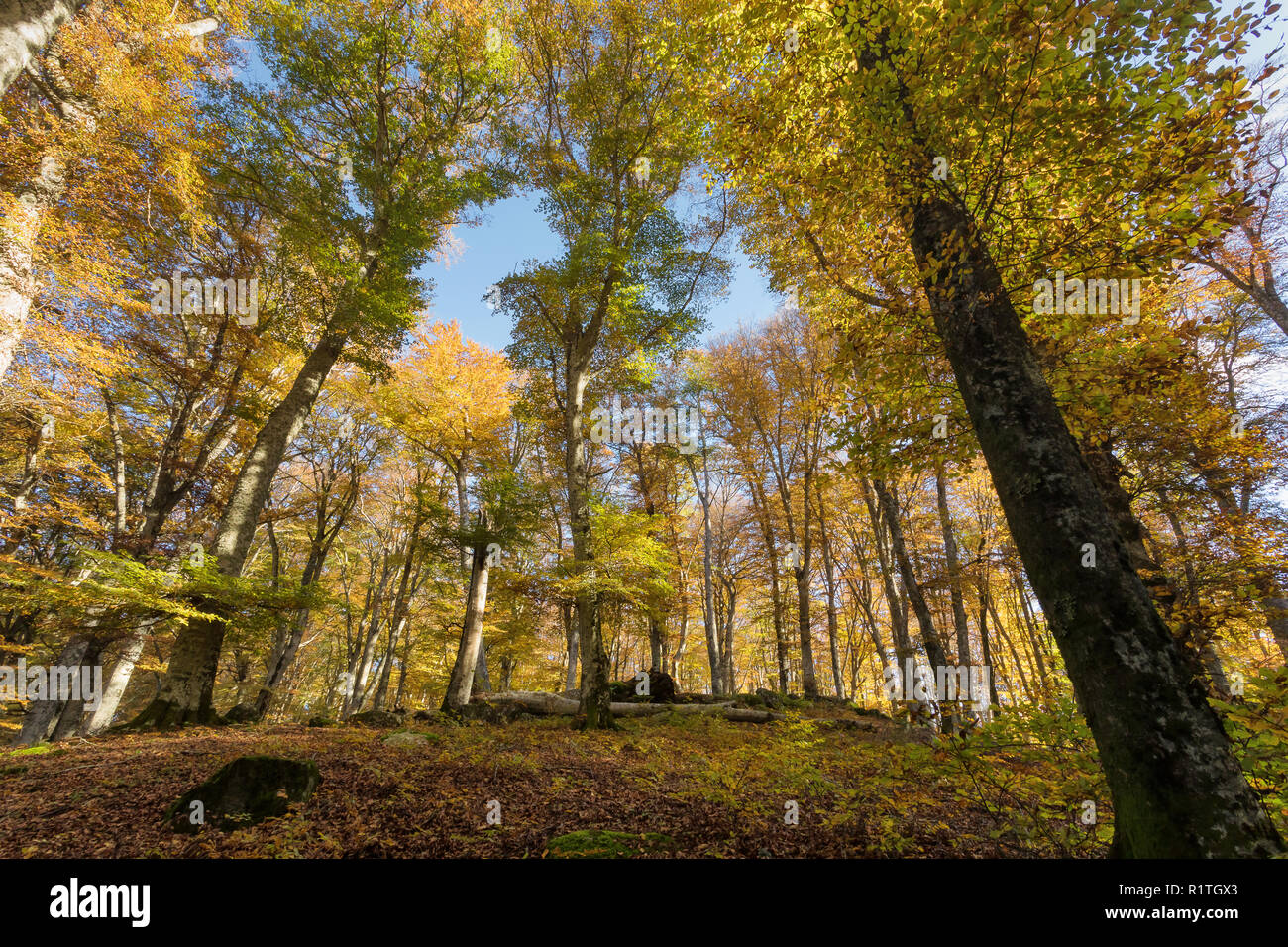 Beech forest with trees in backlight. Dry leaves of the undergrowth. Autumn colors, branches and trunks without leaves. Beech forest, beech forest in  Stock Photo