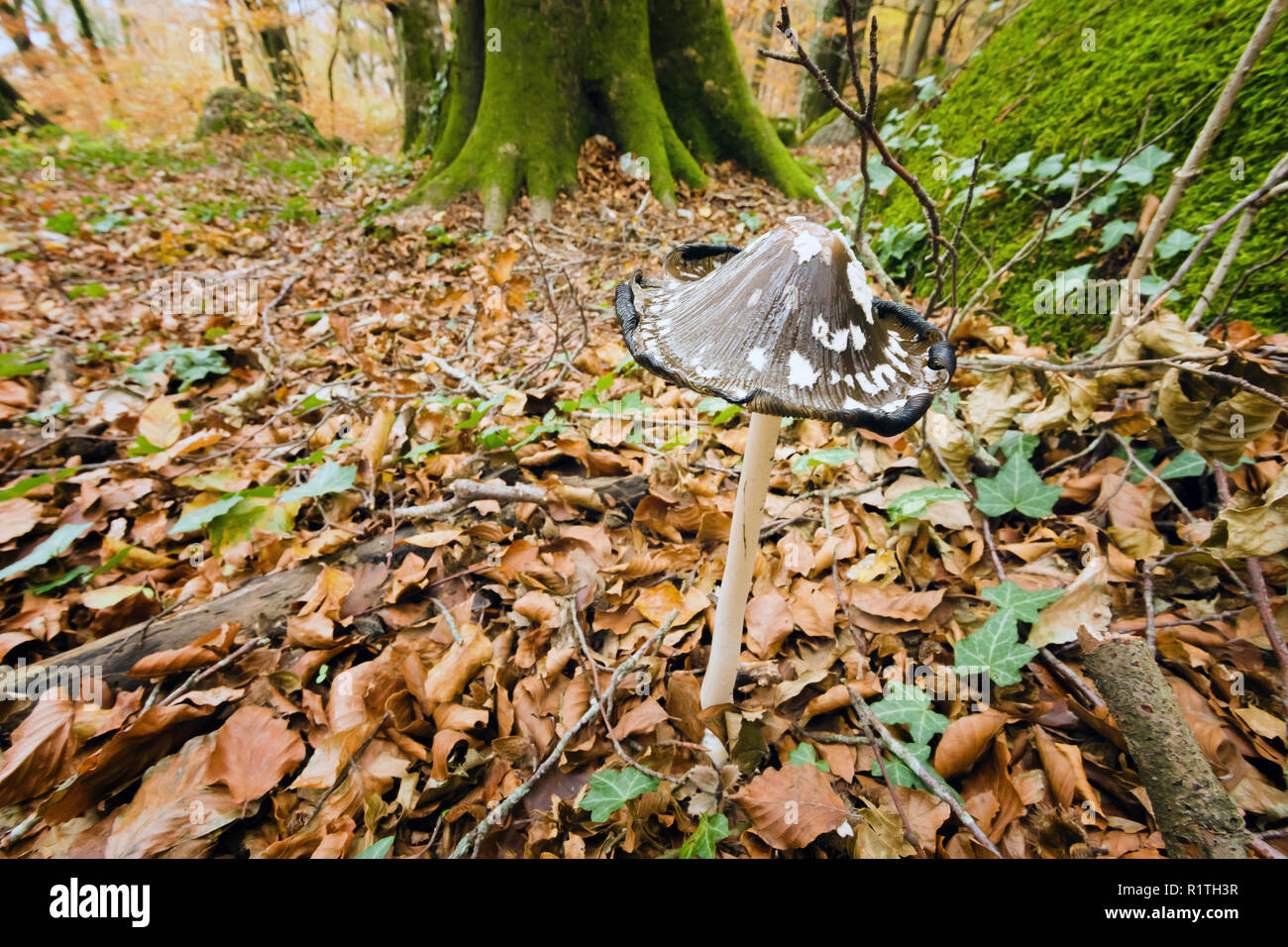 Fibrous stem hi-res stock photography and images - Alamy