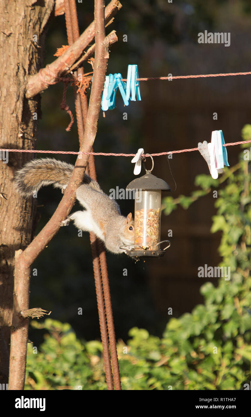 Urban grey squirrel raiding bird feeder handing on washing line in garden, Surrey, England Stock Photo