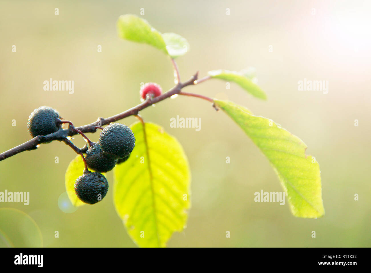 Branches of Frangula alnus with with black berries after rain. Fruits of Frangula alnus covered drops of water Stock Photo