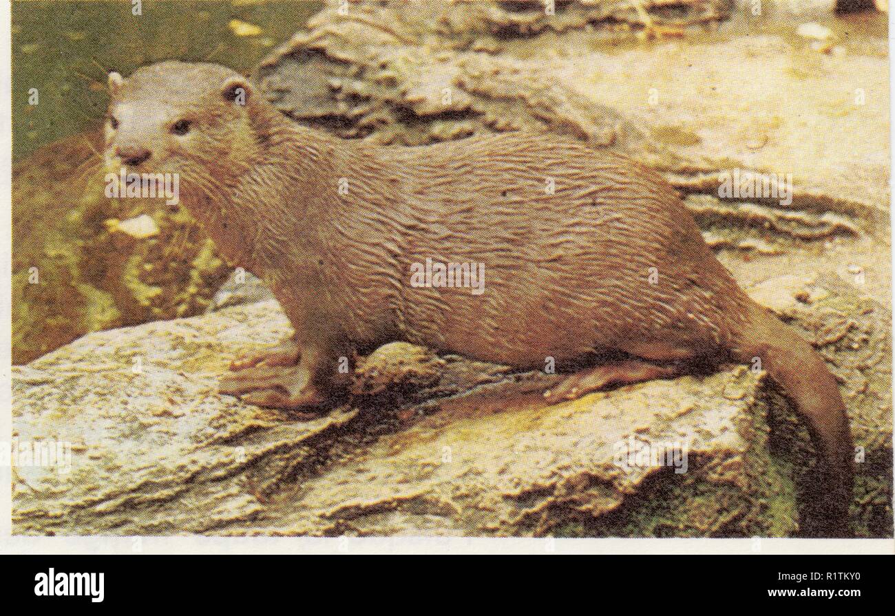 La Loutre Stock Photo Alamy La Loutre Stock Photo Alamy