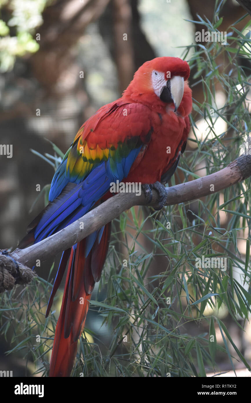 Cute Scarlet Macaw Parrot With Red Blue And Yellow Feathers Stock Photo Alamy